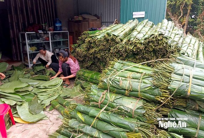 Lá dong được thương lái thu mua, lựa chọn kỹ lưỡng rồi vận chuyển về xuôi, kịp phục vụ người dân gói bánh chưng, bánh tét trước Tết. Ảnh: Xuân Hoàng