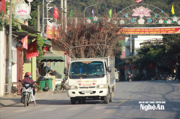 Những chuyến xe ô tô nối đuôi nhau vận chuyển đào rừng từ vùng cao về xuôi, phục vụ thị trường Tết. Ảnh: Xuân Hoàng