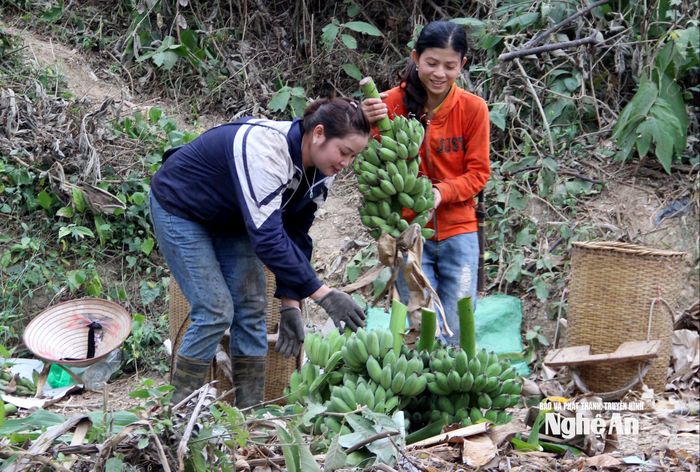 Chuối trồng trong rừng, với mẫu mã đẹp và chất lượng tự nhiên, được thị trường ưa chuộng, tiêu thụ mạnh vào dịp Tết. Ảnh: Xuân Hoàng