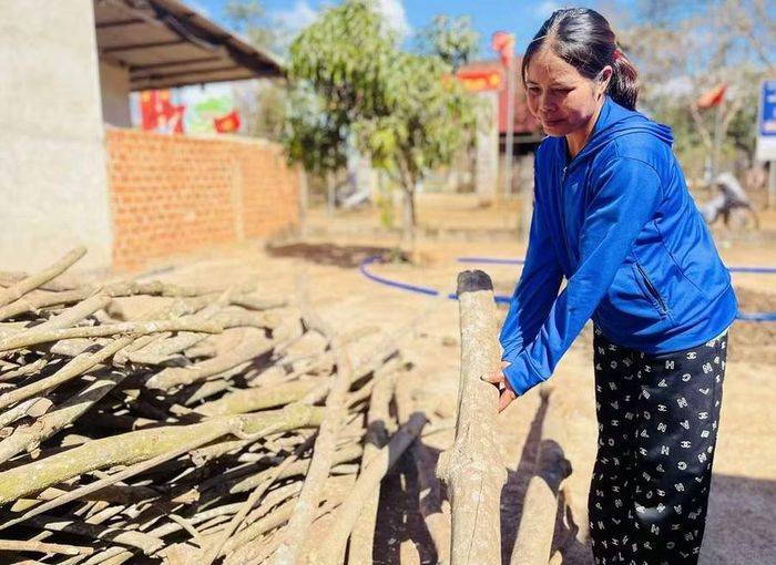 Chị Vaih bên những cành củi cao su còn sót lại sau khi mang củi đi biếu sui gia. Ảnh: P.D