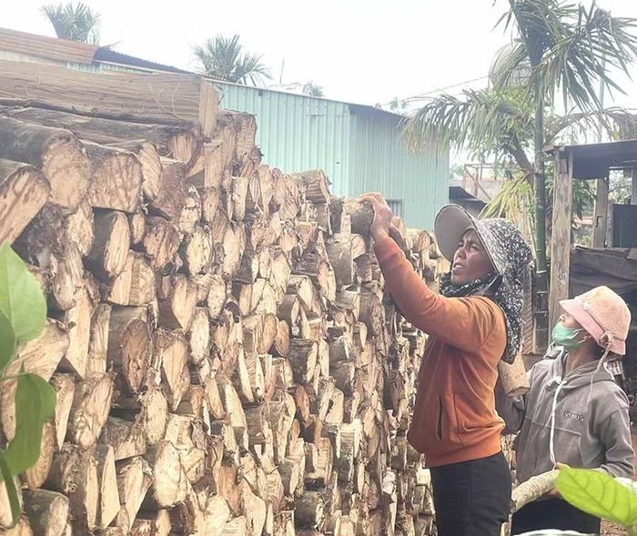 Những phụ nữ khéo tay được cử đi theo để phụ trách việc xếp củi cho đều, đẹp. Ảnh: P.D