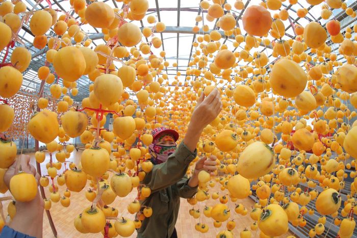 Hồng sấy gió, sản vật đặc trưng của Đà Lạt. Ảnh: Lê Thành