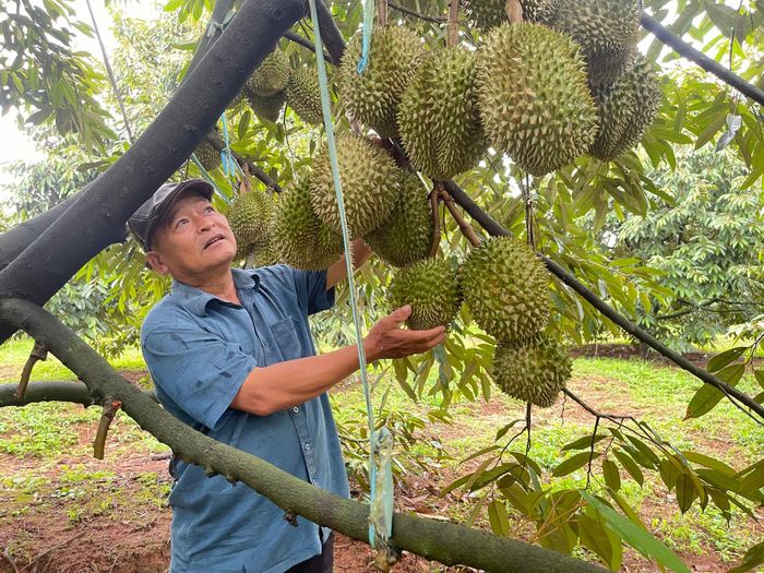 Trồng sầu riêng mang lại thu nhập cao cho nông dân