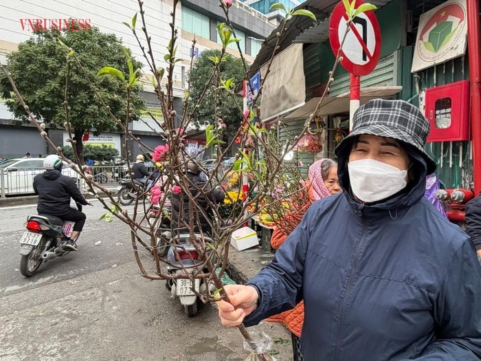 Cành đào mini có giá 50 nghìn đồng.