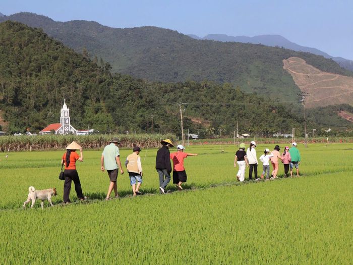 Ngày xuân đi thăm đồng. Ảnh: HTX Hòa Bắc