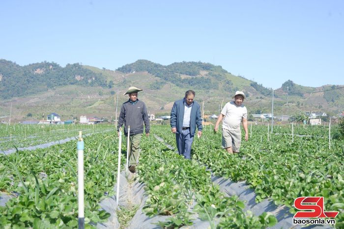Nông dân xã Lóng Phiêng mở rộng diện tích trồng dâu tây.