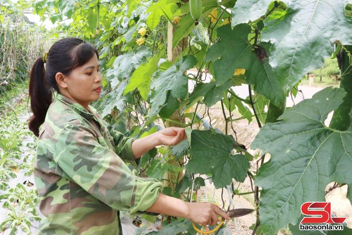 Nhân dân xã Chiềng Mai trồng rau màu cho thu nhập ổn định.