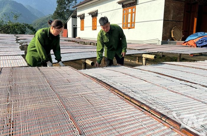 Sản phẩm miến dong của Cơ sở sản xuất miến dong Triệu Thị Tá, xã Thượng Minh, bảo đảm số lượng đáp ứng các đơn hàng đã ký kết.