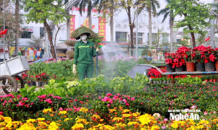 Để giữ cho hoa luôn tươi tốt, khoe sắc trước và sau Tết, các công nhân tích cực chăm sóc, tưới nước thường xuyên. Ảnh: Q.A