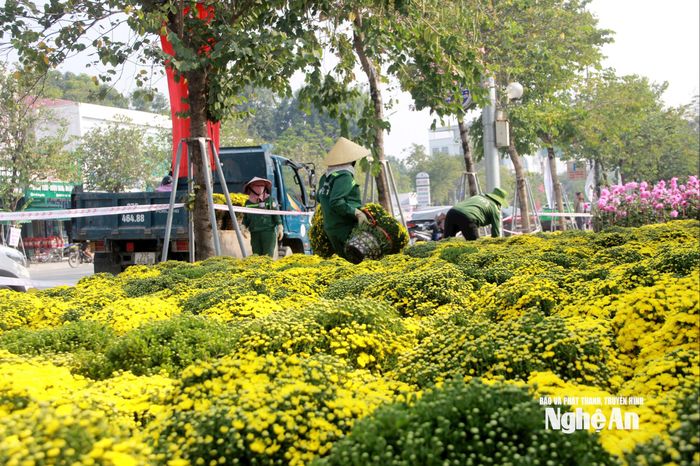 Các công nhân liên tục vận chuyển hoa về tuyến phố. Đại diện Công ty Cổ phần Công viên cây xanh Vinh cho biết, đơn vị đã huy động 100% nhân lực, phương tiện để vận chuyển hoa về trong những ngày qua. Ảnh: Q.A