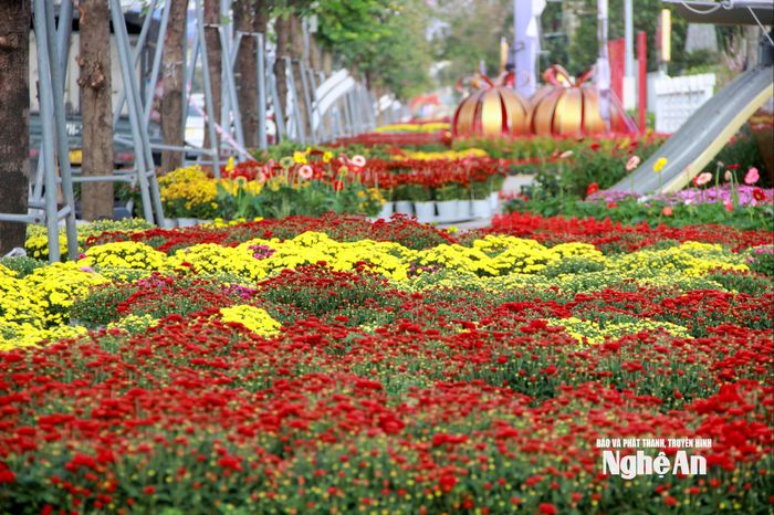 Loài hoa được sử dụng nhiều nhất là hoa cúc, lay ơn, thược dược, hoa pháo, hoa trạng nguyên...với các sắc màu rực rỡ. Ảnh: Q.A