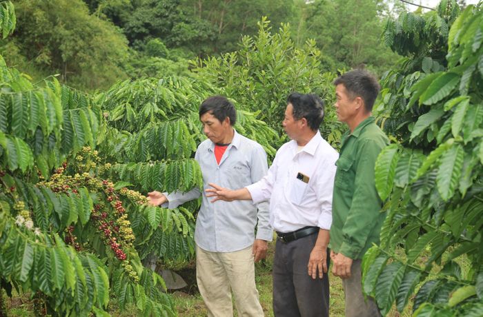 Anh Giàng A Vãng (bên trái) luôn chịu khó học hỏi để nâng cao năng suất cây trồng
