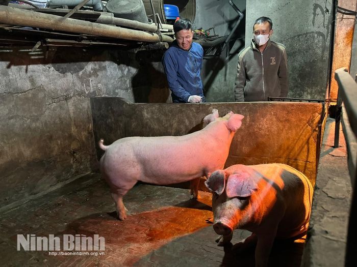 Lợn đưa vào giết mổ đảm bảo khỏe mạnh, có nguồn gốc rõ ràng.