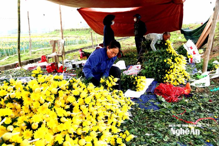 Hoa sau thu hoạch được tập kết tại góc vườn, bó gọn và chuẩn bị vận chuyển giao cho khách hàng. Ảnh: Xuân Hoàng