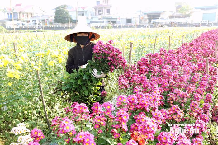 Năm nay hoa cúc bán được giá cao hơn năm trước, nhà vườn phấn khởi hơn. Ảnh: Xuân Hoàng