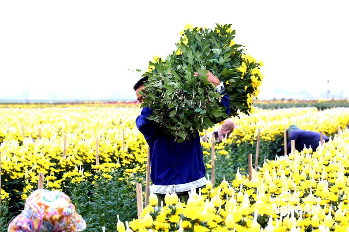 Hoa cúc được thương lái thu mua với số lượng lớn. Ảnh: Xuân Hoàng