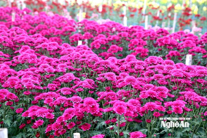 Hoa cúc màu nở đúng dịp Tết. Ảnh: Xuân Hoàng