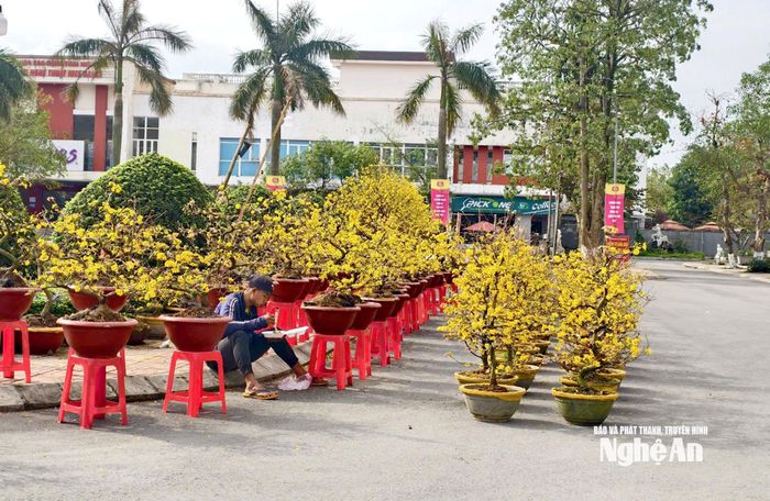 Chỉ còn 3 ngày nữa là bước sang năm mới Bính Ngọ 2026, số lượng hoa Tết, đặc biệt là đào và mai, trên các tuyến phố trung tâm thuộc địa bàn TP. Vinh cũ vẫn còn rất nhiều. Do thời tiết nắng ấm, phần lớn đào mai đã nở bung. Tuy nhiên, tình trạng chung ở các điểm bán lại đìu hiu, vắng khách. Ảnh: Diệp Thanh