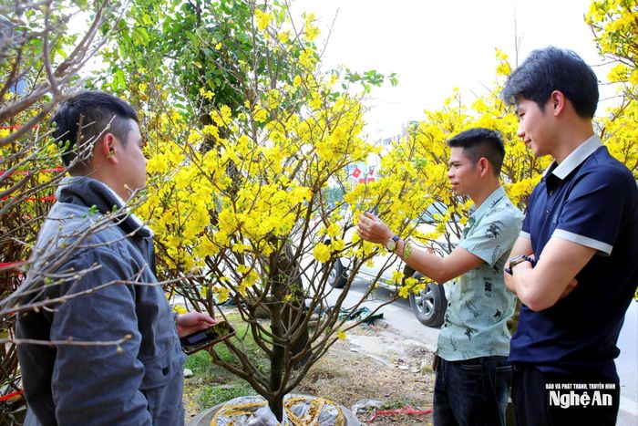 Anh Trần Văn Phú (SN 1992, đứng giữa) trú tại xã Nghi Xuân, tỉnh Hà Tĩnh cho biết: Năm nào tôi cũng sang Nghệ An để mua hoa Tết, tuy nhiên, năm nay khó lựa chọn hơn vì hoa nở rộ quá nhiều. Chủ vườn có thương lượng giảm giá nhưng bản thân vẫn đắn đo. Ảnh: Thanh Quỳnh