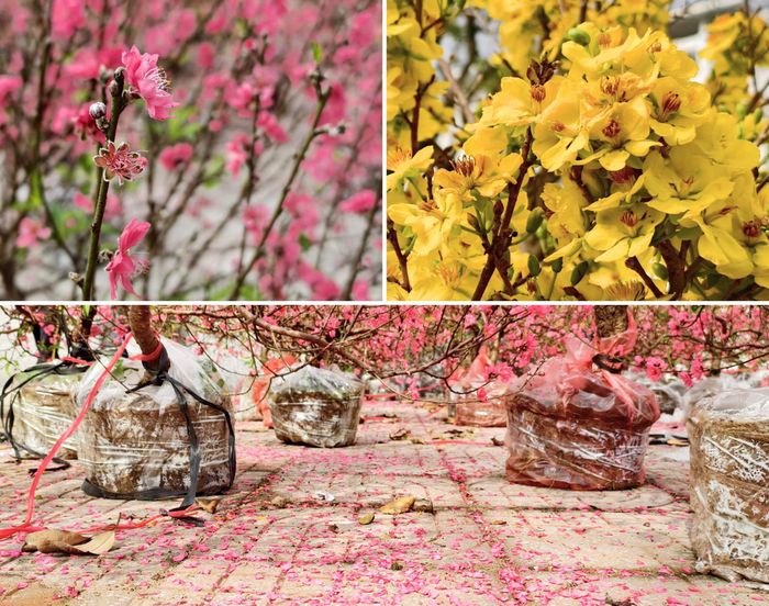 Nhiều người buôn hoa cho rằng, hoa nở sớm vì năm nay là năm nhuận, đồng thời nền nhiệt cao hơn mọi năm. Ảnh: Diệp Thanh