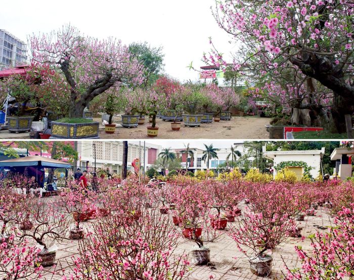 Quang cảnh đìu hiu, vắng khách ở nhiều điểm bán đào, mai những ngày cận Tết. Ảnh: Thanh Quỳnh, Diệp Thanh