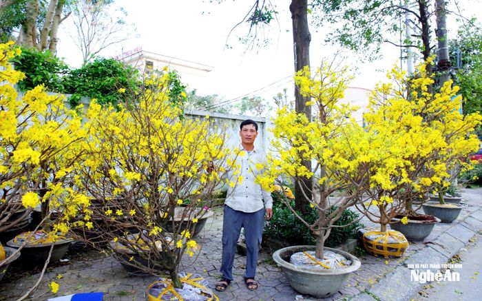“Đây là những chậu mai không bán được, phải quay đầu đưa về nhà vườn trồng lại, để chờ mùa Tết năm sau” – anh Trần Quốc Việt (SN 1982, trú phường Vinh Hưng), người đang bán mai Tết trên tuyến đường Nguyễn Trương Khoát (phường Vinh Phú) chia sẻ. Anh Việt cho biết, thời tiết nắng nóng kéo dài khiến mai nở sớm, lệch khỏi cao điểm mua sắm hoa Tết của người dân. Ảnh: Thanh Quỳnh
