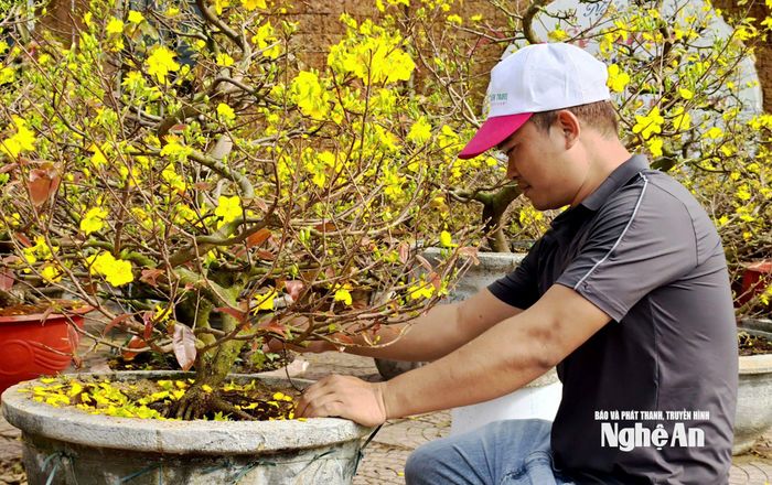 Tại điểm bán ở cổng Công viên Trung tâm (phường Thành Vinh), anh Nguyễn Văn Thống (lái buôn từ tỉnh Đắk Lắk) chia sẻ: "Năm nay tôi bán hơn 400 chậu nhưng vì thời tiết nắng ấm nên hoa nở rất nhiều, sức mua giảm mạnh. Số cây được bày ở đây là loại vẫn còn nụ, còn hơn 80 chậu nở bung, không bán được nữa". Ảnh: Diệp Thanh