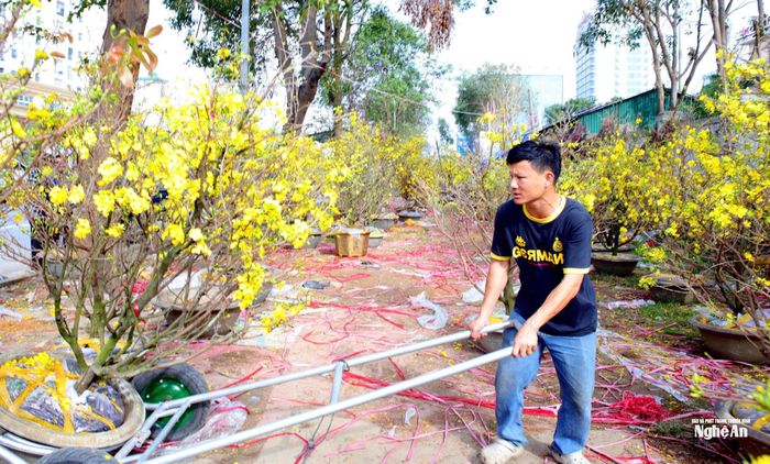 Cùng chung cảnh ngộ, anh Nguyễn Khắc Thưởng (trú phường Cửa Lò) cho biết, anh bỏ vốn gần 1,7 tỷ đồng để nhập hoa mai, hoa đào về bán. Nhưng hiện tại mới thu về được 500 triệu đồng. Anh cho biết, mình đã gắn bó với nghề bán hoa Tết đã 13 năm nhưng chưa năm nào bán chậm và lỗ giá như năm nay. Ảnh: Thanh Quỳnh
