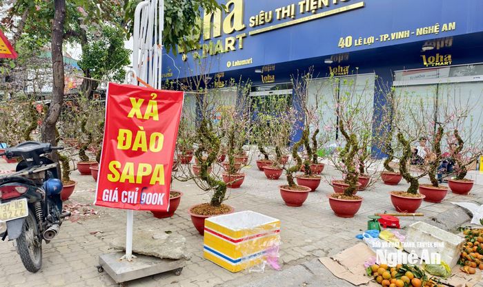 Nóng ruột vì không có khách, một điểm bán đào Sa Pa trên đường Lê Lợi (phường Thành Vinh) xả hàng với giá thấp. Ảnh: Diệp Thanh