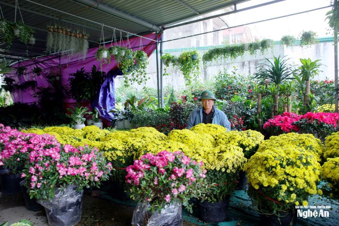 Một số nhà vườn trên địa bàn phường Vinh Phú cho biết, sức tiêu thụ năm nay chậm hơn hẳn so với các mùa Tết trước. Nhiều loại hoa chưng Tết như cúc, trà my… nở sớm do thời tiết thay đổi. Ảnh: Thanh Quỳnh