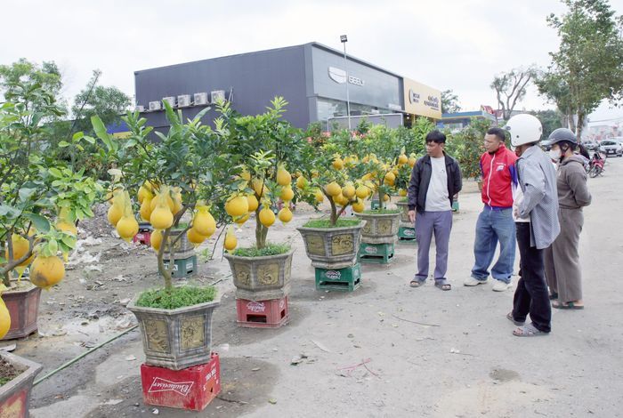 Bên cạnh lý do hoa nở sớm, một số chủ vườn cho biết, năm nay do ảnh hưởng của mưa bão nên thế cây không được đẹp như mọi năm, bởi vậy việc bán ra cũng khó hơn. Ảnh: Thanh Quỳnh