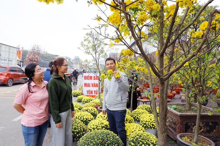  Lần đâu tiên hoa mai vàng Yên Tử được nhân giống và bán tại chợ hoa xuân trên đường Xương Giang, phường Bắc Giang. 