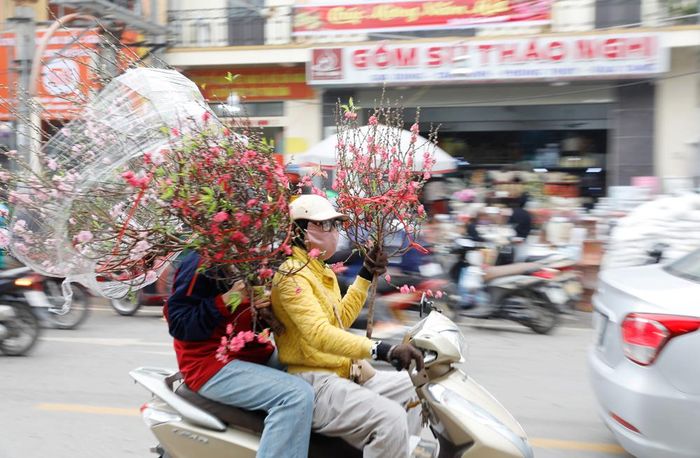  Rước xuân về nhà. 