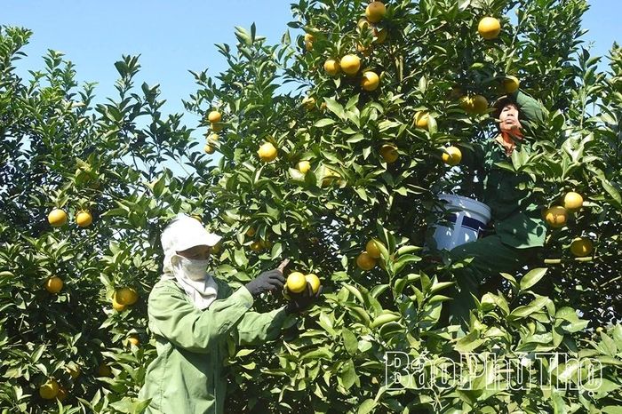 Với tổng diện tích cây ăn quả có múi lên đến gần 15 nghìn ha, đây là mặt hàng có tiềm năng lớn để xuất khẩu đi nhiều quốc gia trên thế giới (thu hoạch cam ở xã Cao Phong).