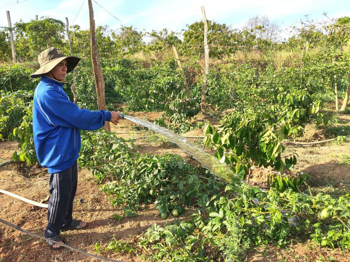  Nông dân chống hạn cho cà phê 