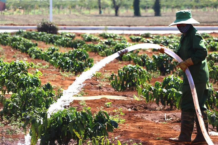  Dòng nước mát kịp thời giúp cây cà phê vượt qua mùa hạn 