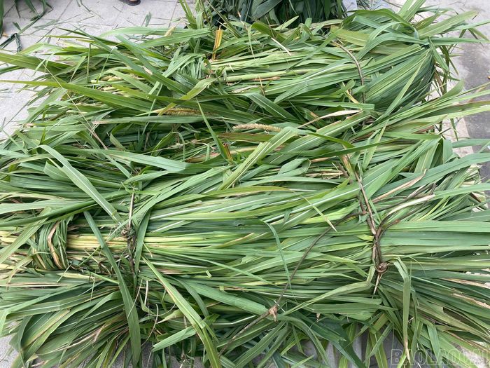 Cỏ voi trồng tại vườn nhà có giá bán 120.000 đồng/bó.