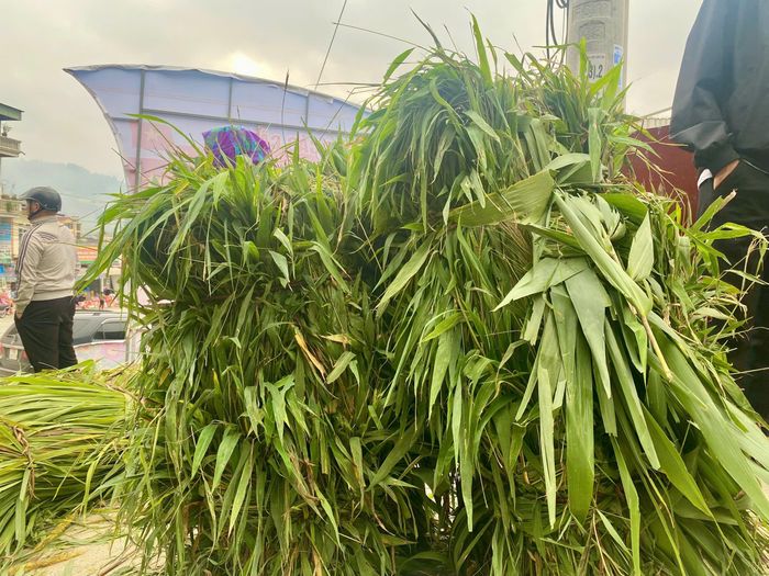 Những bó cỏ tre này luôn có giá cao nhất, 160.000 đồng/bó.