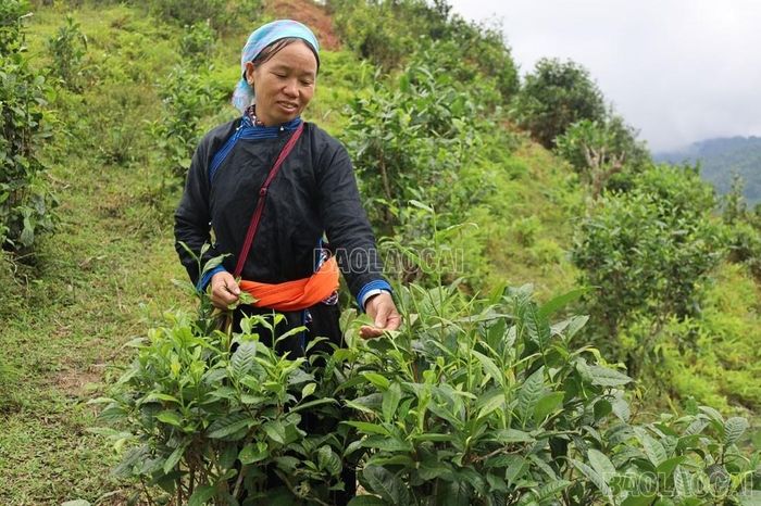 Người dân xã Bản Liền thu hoạch chè hữu cơ. (Ảnh: Kim Thoa)