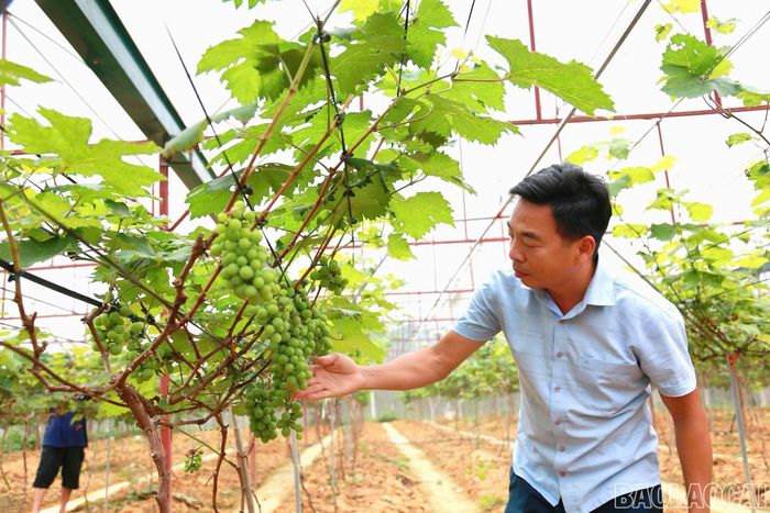 Tỉnh Lào Cai hướng tới mục tiêu đến năm 2030 có 70% phụ phẩm cây trồng được thu gom, xử lý, tái sử dụng nhằm nâng cao hiệu quả kinh tế và giảm phát thải khí nhà kính. (Ảnh: Hương Giang)