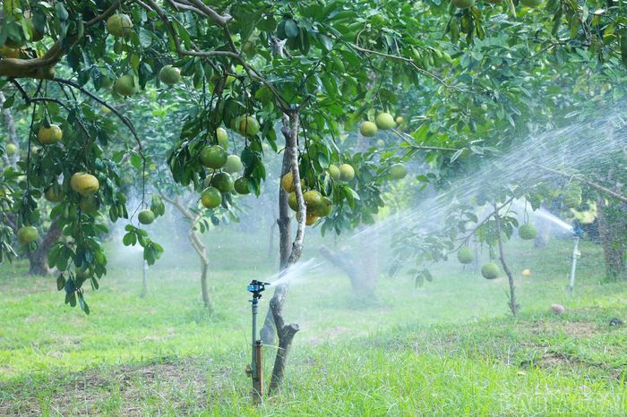 Vùng trồng bưởi Đại Minh đạt chuẩn OCOP 4 sao.