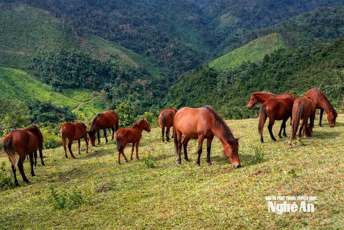 Giống ngựa bản địa của người Mông đang được nỗ lực bảo tồn. Ảnh: Quang An