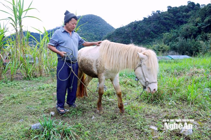 Ông Và Bá Chư, xã Mường Lống vẫn cần mẫn nuôi giống ngựa bản địa của người Mông trong suốt những năm qua. Ảnh: Quang An