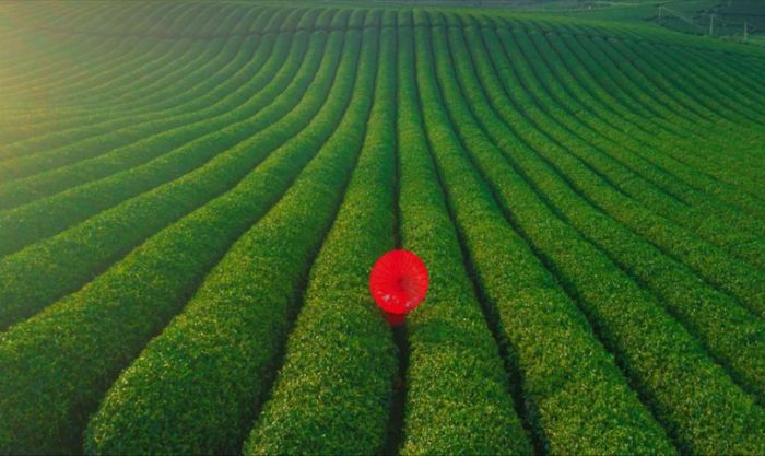 Mùa xuân cũng là lúc người dân bắt đầu bước vào những đợt hái chè đầu năm. Hình ảnh những người nông dân đeo gùi, tay thoăn thoắt hái từng búp chè non tạo nên nhịp điệu lao động rộn ràng giữa không gian yên bình. Tiếng nói cười vang lên giữa đồi chè xanh mướt khiến khung cảnh thêm ấm áp, gần gũi.
