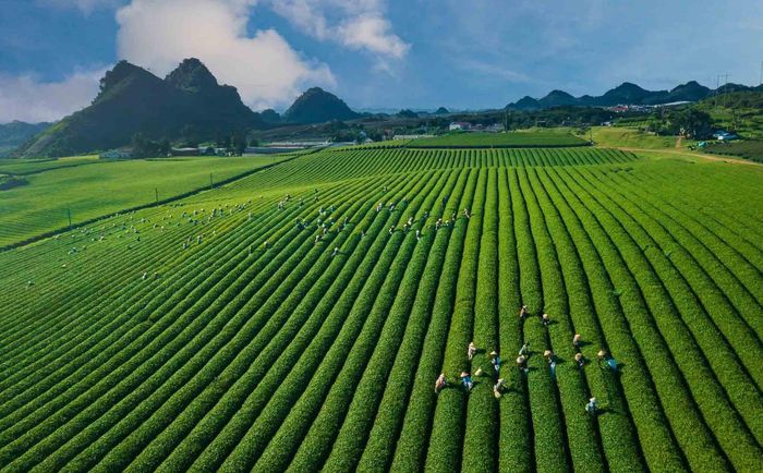  Một trong những điểm ngắm đồi chè đẹp là khu vực thuộc phường Vân Sơn và Thảo Nguyên, cách trung tâm thị xã Mộc Châu trước đây khoảng 7km. Từ xa nhìn lại, những luống chè được cắt tỉa đều tăm tắp, uốn lượn theo địa hình đồi núi, tạo thành những đường cong mềm mại, thơ mộng cho bức tranh xuân. 