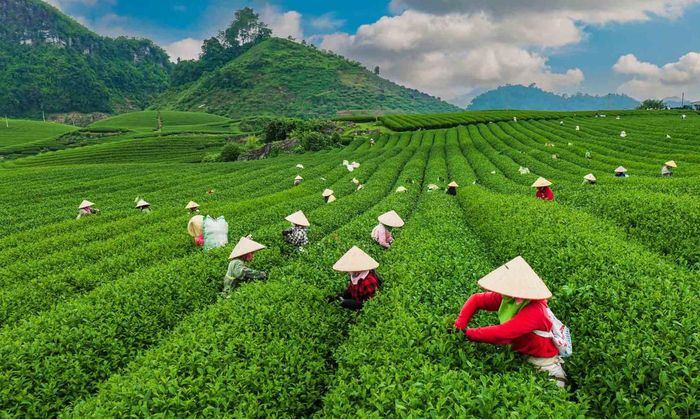  Dạo bước theo những con đường nhỏ len lỏi giữa các luống chè, du khách có thể hái chè cùng với người nông dân và cảm nhận rõ hương chè non thoang thoảng trong gió xuân. Không khí trong lành, tiết trời dễ chịu khiến mỗi bước chân như chậm lại, để lắng nghe tiếng gió thổi qua đồi, tiếng chim gọi nhau giữa khoảng trời cao rộng. 