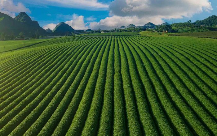 Hiện nay, khu vực Mộc Châu có trên 2.100ha chè, sản lượng búp tươi hàng năm đạt trên 25.000 tấn. Cây chè không chỉ góp phần phát triển kinh tế mà còn tạo nên bản sắc riêng cho vùng cao nguyên này. Hàng năm, các hoạt động quảng bá, giới thiệu sản phẩm trà cũng được tổ chức, góp phần đưa thương hiệu chè Mộc Châu đến gần hơn với du khách.
