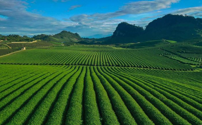 Nằm ở độ cao hơn 1.000m so với mực nước biển, Mộc Châu được thiên nhiên ưu ái ban tặng khí hậu mát mẻ, không khí trong lành cùng thổ nhưỡng màu mỡ. Mùa xuân, khi tiết trời ấm dần lên, những búp chè non bắt đầu nhú lộc, phủ lên khắp các triền đồi một màu xanh tươi mới. Sắc xanh ấy không rực rỡ mà dịu dàng, mềm mại, như tấm thảm thiên nhiên trải dài bất tận. 