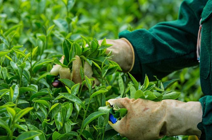  Không chỉ tham quan, chụp ảnh, du khách còn có thể tham gia trải nghiệm hái chè, tìm hiểu quy trình chế biến trà, thưởng thức chén trà nóng giữa không gian xuân mát lành. Vị trà thanh, ngọt hậu như gói trọn tinh túy của đất trời Mộc Châu những ngày đầu năm. 