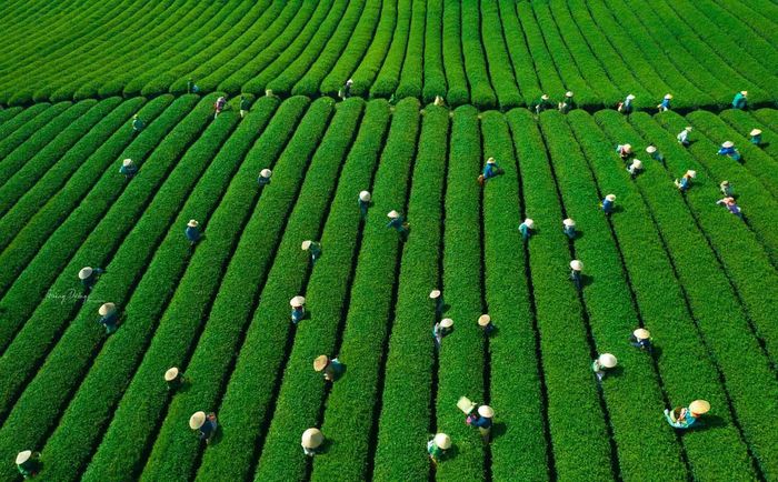  Buổi sớm mùa xuân ở đồi chè mang một vẻ đẹp rất riêng. Làn sương mỏng còn vương trên những búp chè non, ánh nắng nhẹ nhàng xuyên qua tầng mây, nhuộm vàng cả không gian xanh mướt. Đây cũng là thời điểm lý tưởng để du khách lưu lại những khoảnh khắc đẹp. Ánh sáng dịu dàng của buổi sớm hoặc chiều muộn khiến màu chè trở nên sâu và mềm hơn, tạo nên những bức hình đầy chất thơ. 